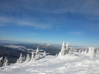 Arber - Alm