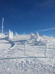 Arber - Alm
